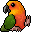 Parrot Conure 1